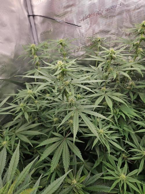 FastBuds Auto Mix Plagron. Week 9