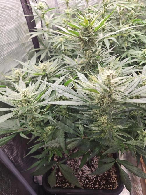 FastBuds Auto Mix Plagron. Week 9