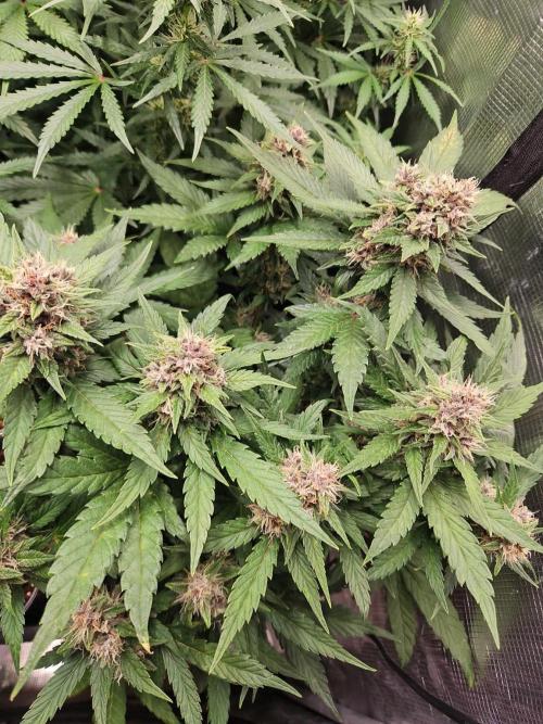 Mix Pack Auto. Week 9