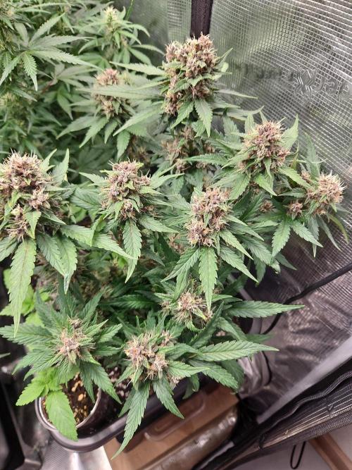 FastBuds Auto Mix Plagron. Week 10
