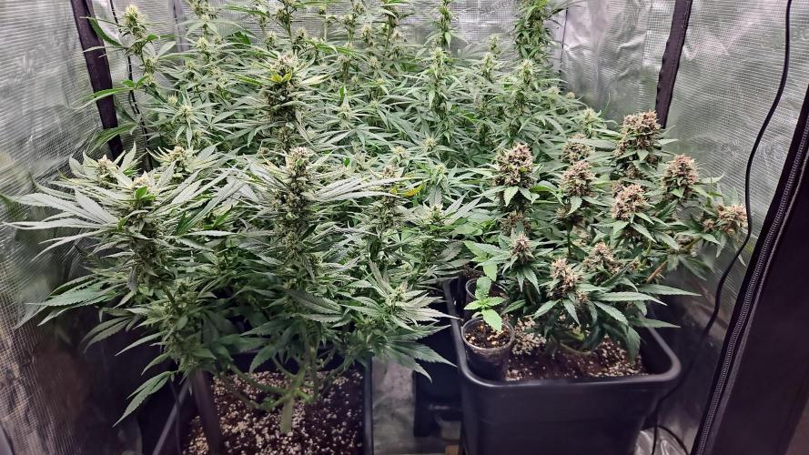 FastBuds Auto Mix Plagron. Week 10