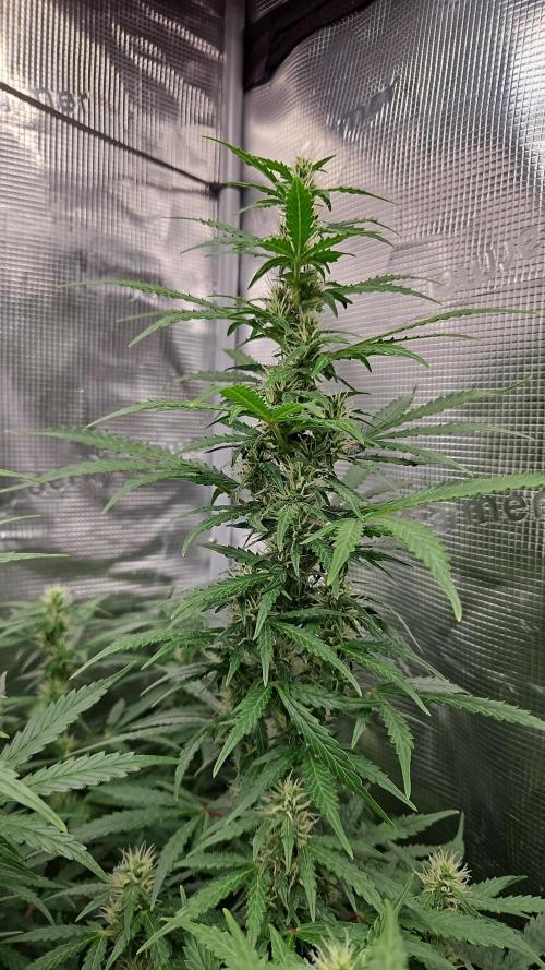 FastBuds Auto Mix Plagron. Week 10