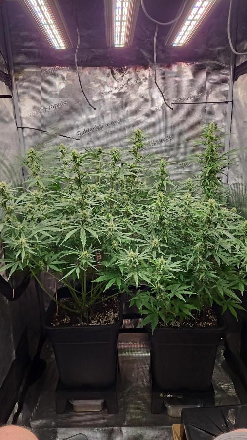 FastBuds Auto Mix Plagron. Week 10
