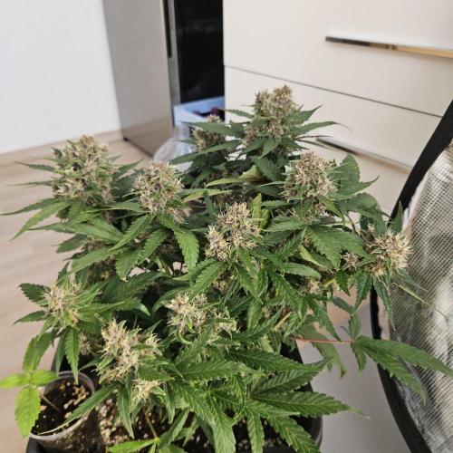 FastBuds Auto Mix Plagron. Week 10