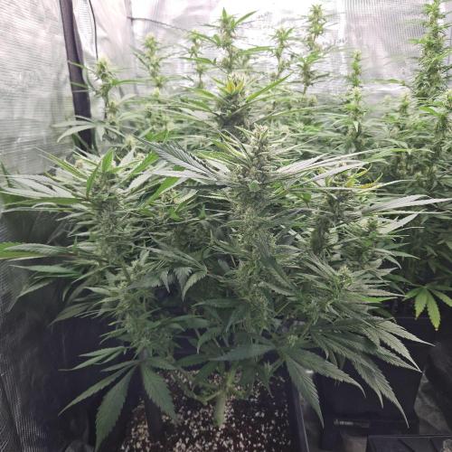 Mix Pack Auto. Week 10