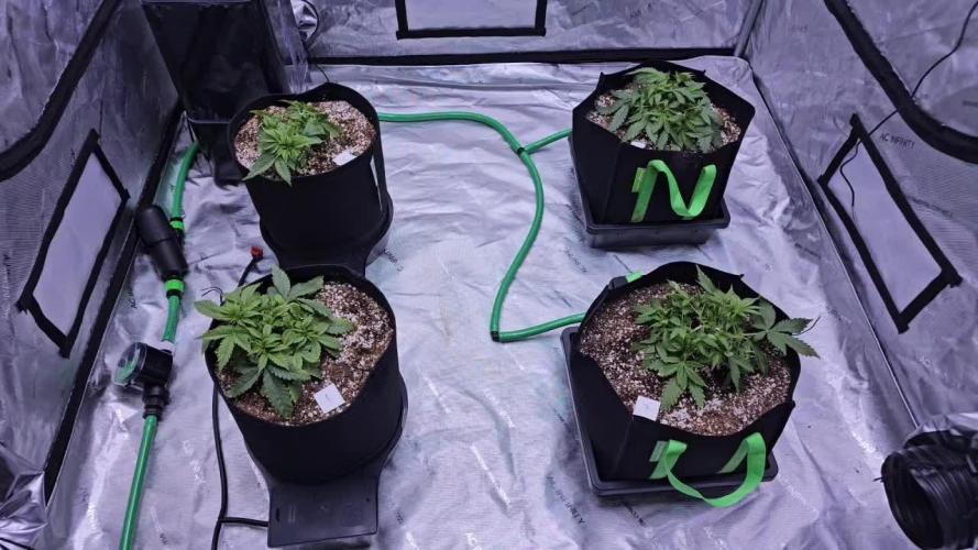 Gorilla Z - AutoPot vs. Alien Easy Feed