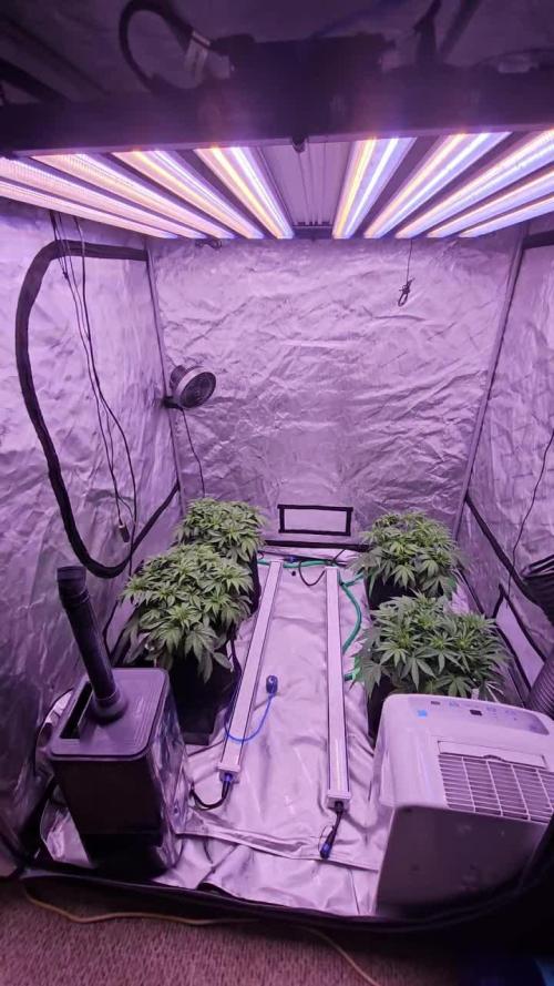 Gorilla Z - AutoPot vs. Alien Easy Feed