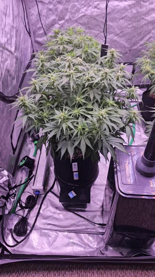 Gorilla Z - AutoPot vs. Alien Easy Feed