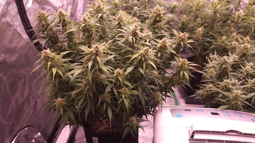 Gorilla Z - AutoPot vs. Alien Easy Feed