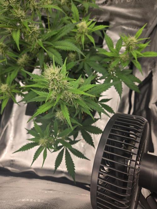 Greenthumbplumb