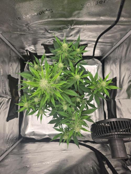 Greenthumbplumb