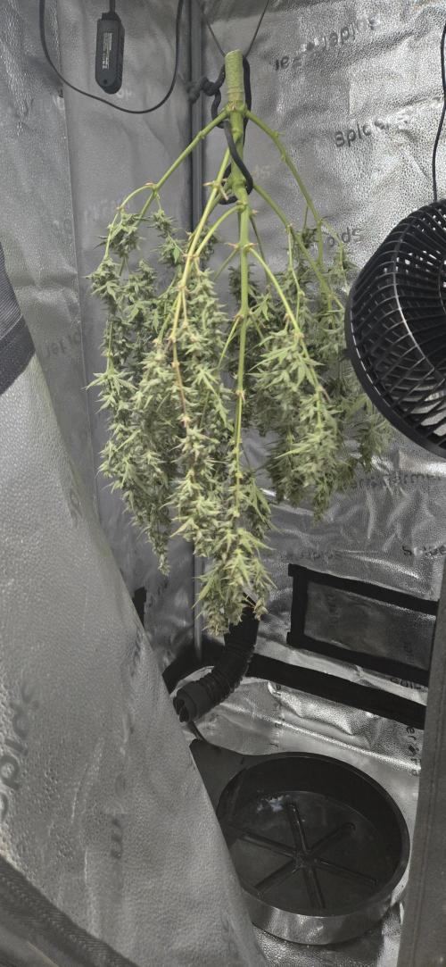 Apple fritter (strng seeds). Week 14