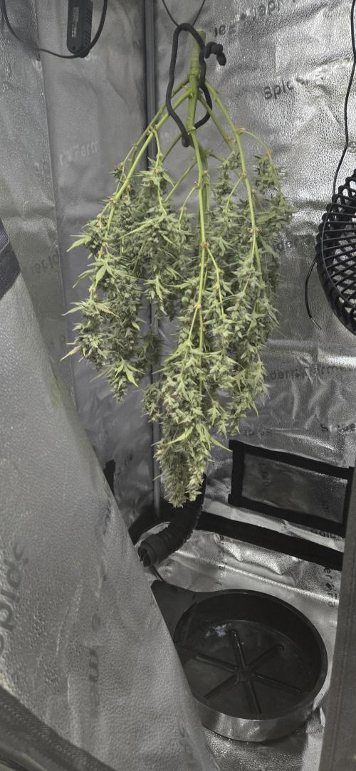 Apple fritter (strng seeds). Week 14