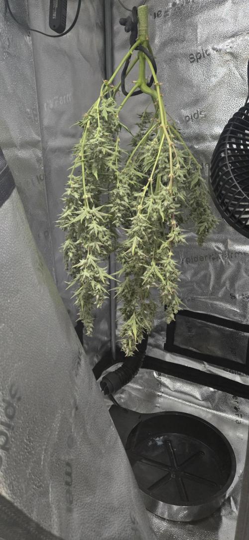 Apple fritter (strng seeds). Week 14
