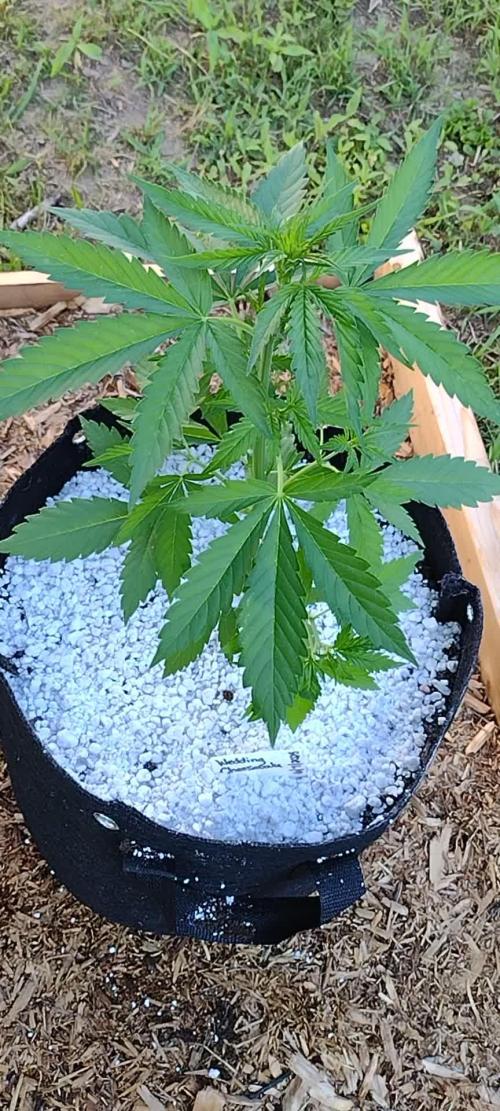1st Grow - 2025 Outdoor