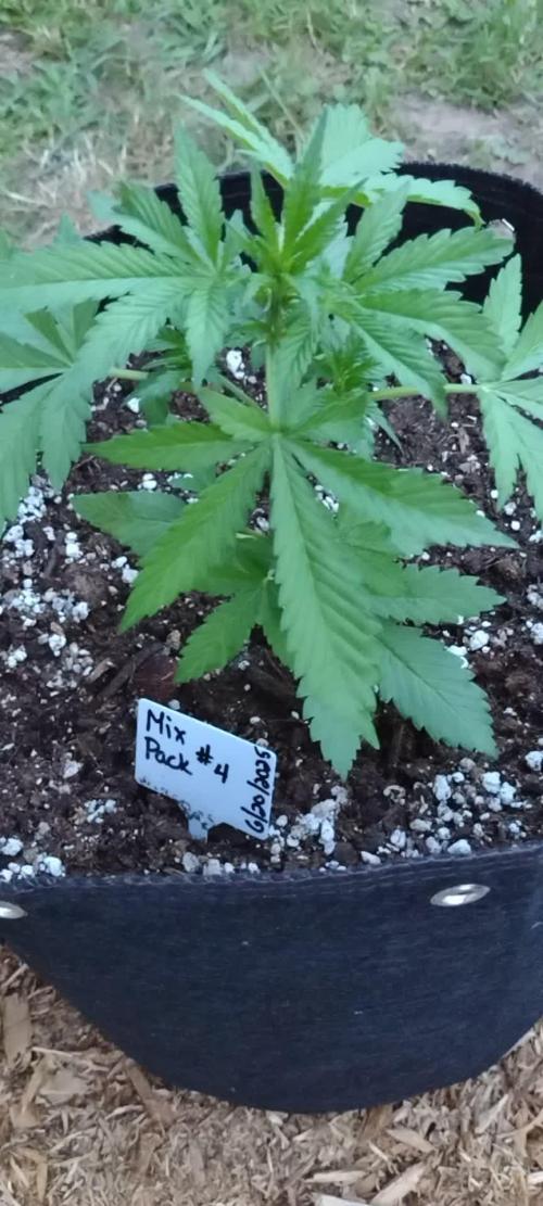 1st Grow - 2025 Outdoor