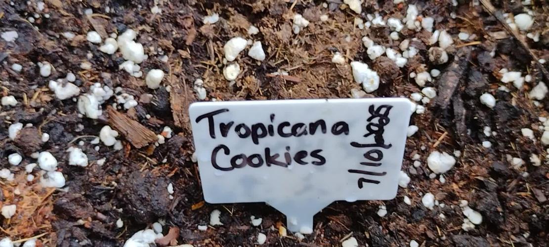 Tropicana Cookies - 2025 Outdoor