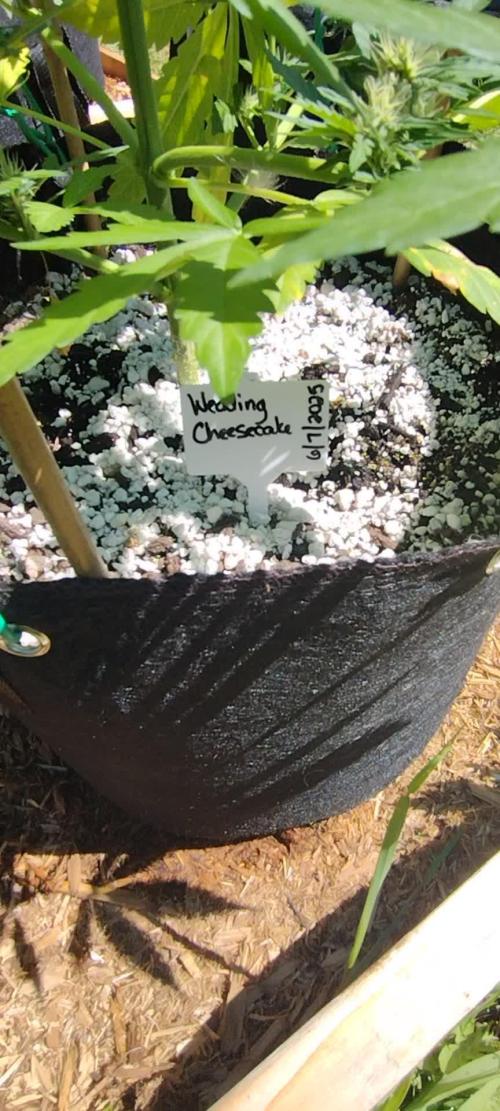 1st Grow - 2025 Outdoor