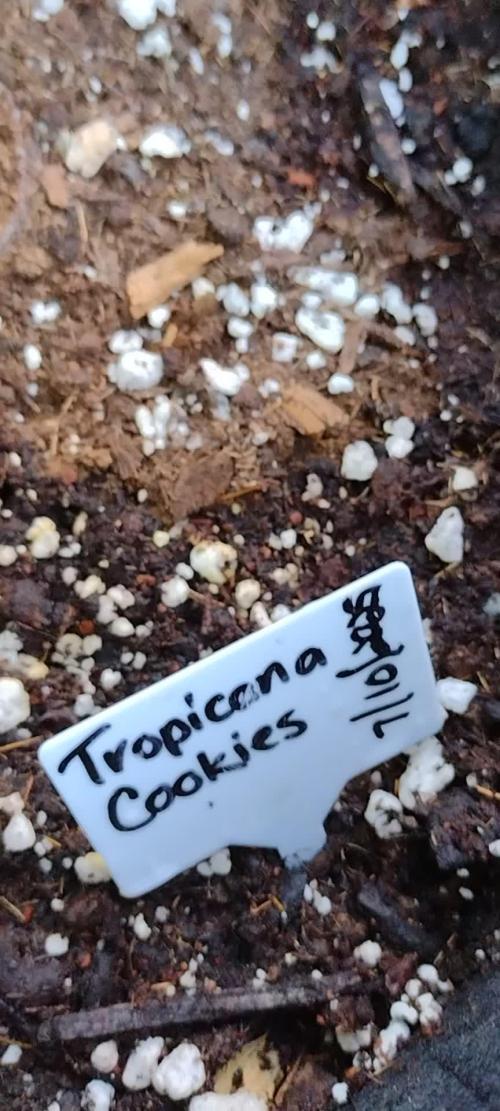 Tropicana Cookies - 2025 Outdoor