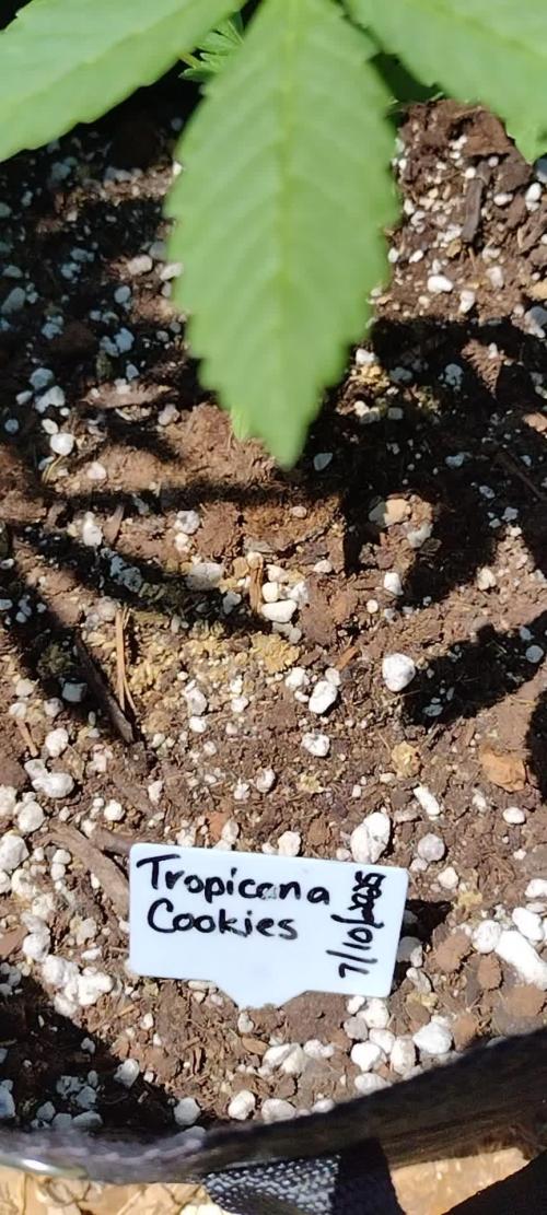 Tropicana Cookies - 2025 Outdoor