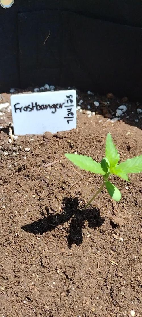 Frostbanger (Fastbuds) - 2025 Outdoor