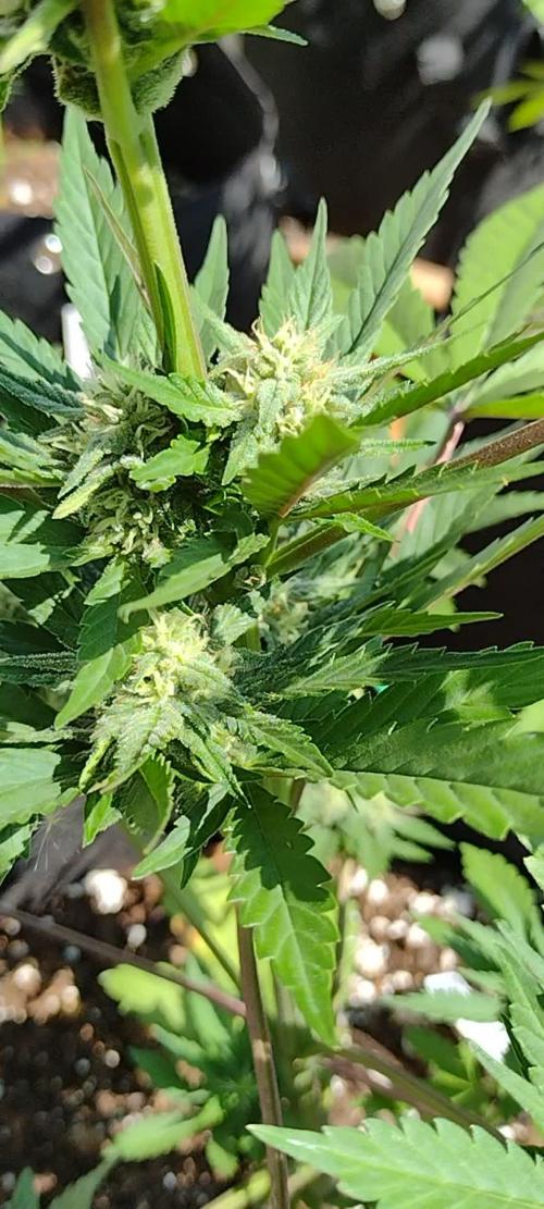 1st Grow - 2025 Outdoor