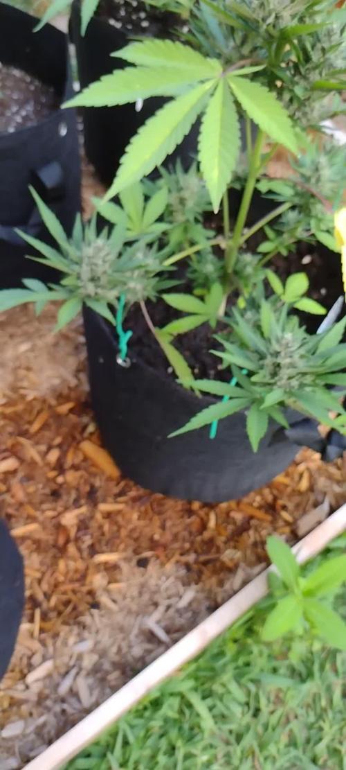 1st Grow - 2025 Outdoor