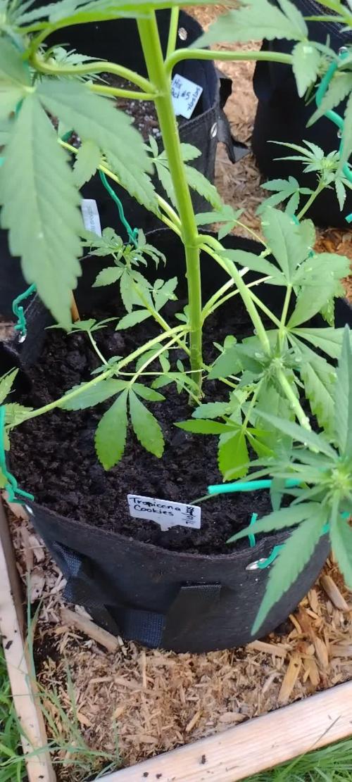 Tropicana Cookies - 2025 Outdoor