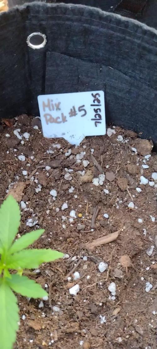 Mix Pack Auto #5 - Outdoor 2025
