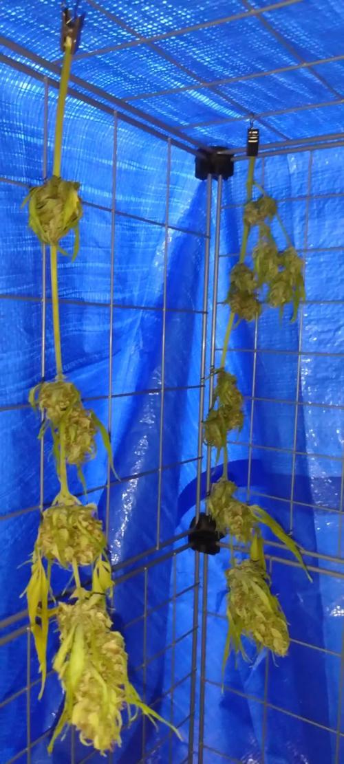 1st Grow - 2025 Outdoor