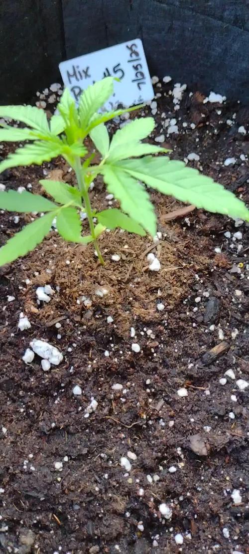 Mix Pack Auto #5 - Outdoor 2025