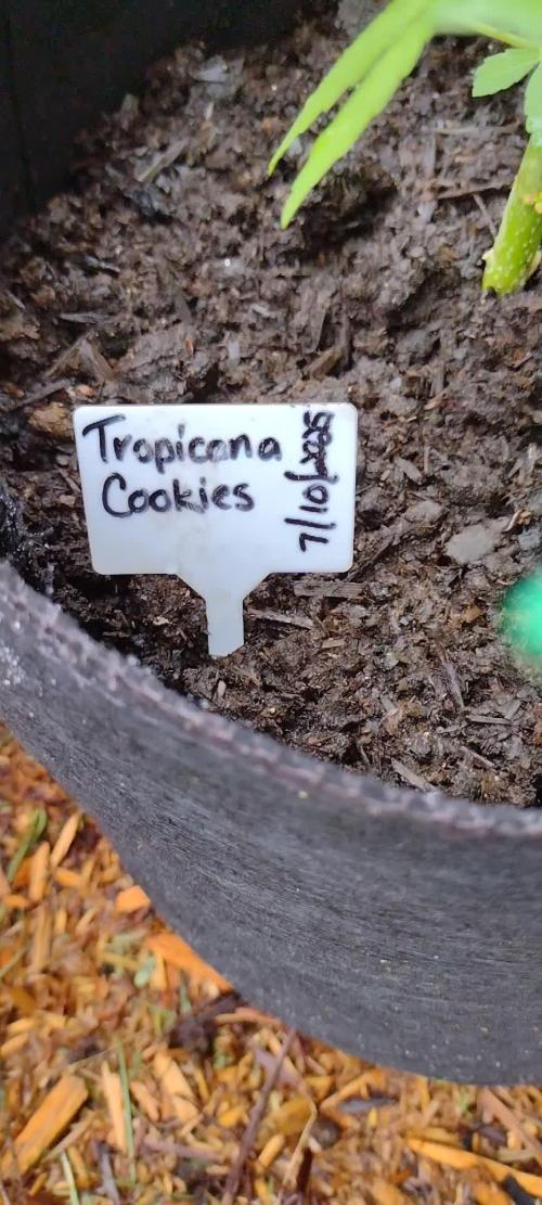 Tropicana Cookies - 2025 Outdoor