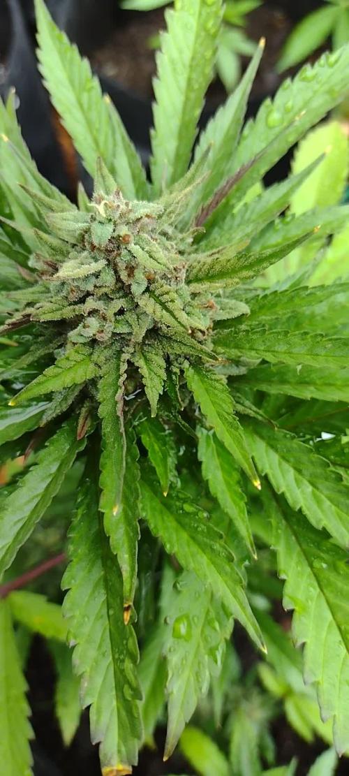 1st Grow - 2025 Outdoor