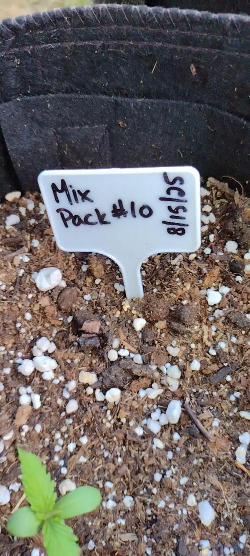 Mix Pack Auto #10 - 2025 Outdoor