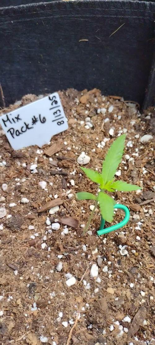 Mix Pack Autos #6 thru 9 - 2025 Outdoor