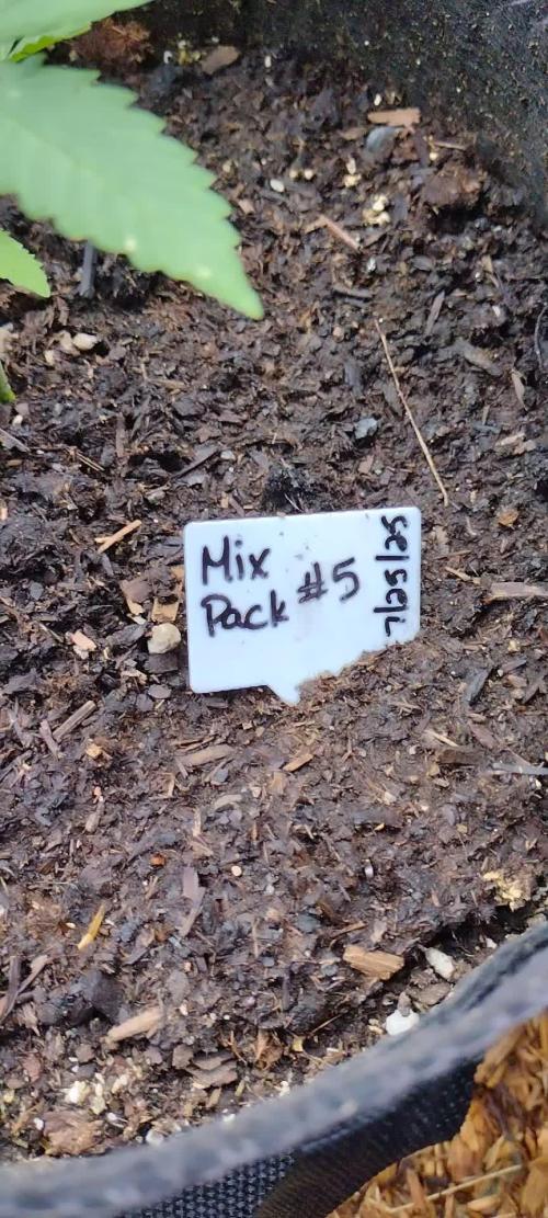 Mix Pack Auto #5 - Outdoor 2025