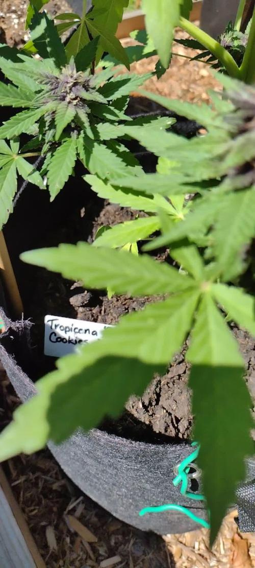 Tropicana Cookies - 2025 Outdoor