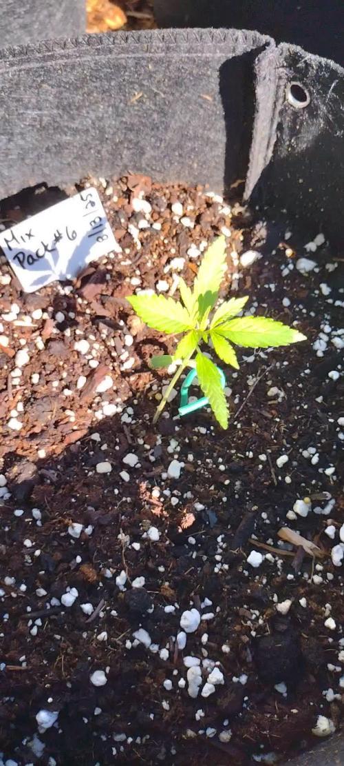 Mix Pack Autos #6 thru 9 - 2025 Outdoor