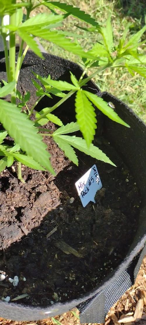 Mix Pack Autos #6 thru 9 - 2025 Outdoor