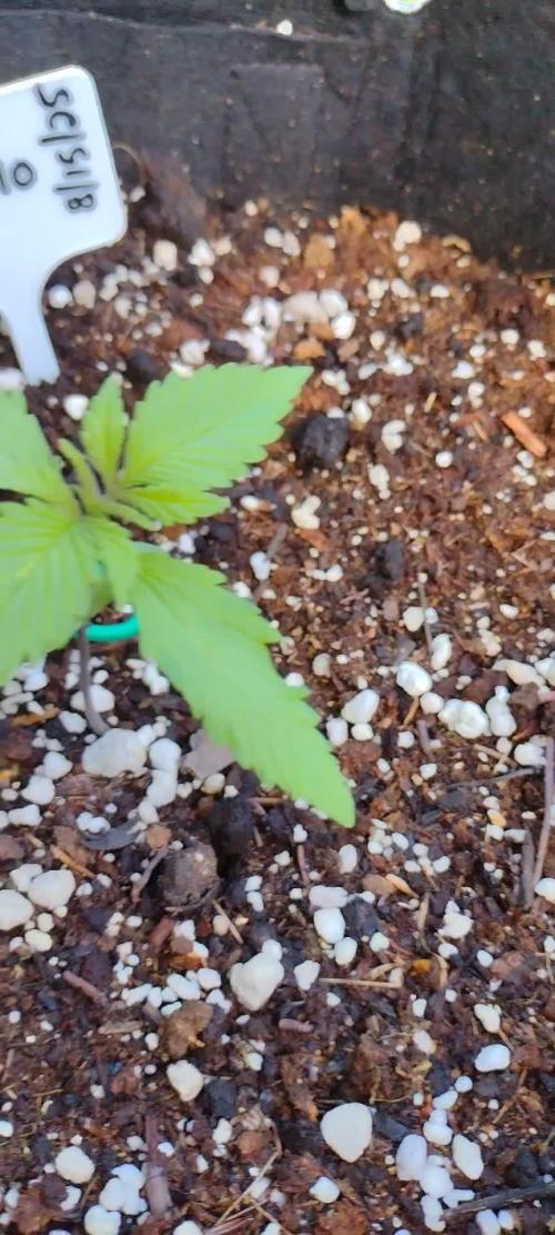 Mix Pack Auto #10 - 2025 Outdoor