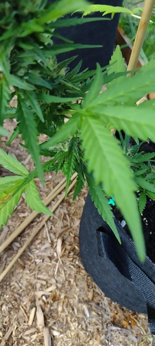 1st Grow - 2025 Outdoor