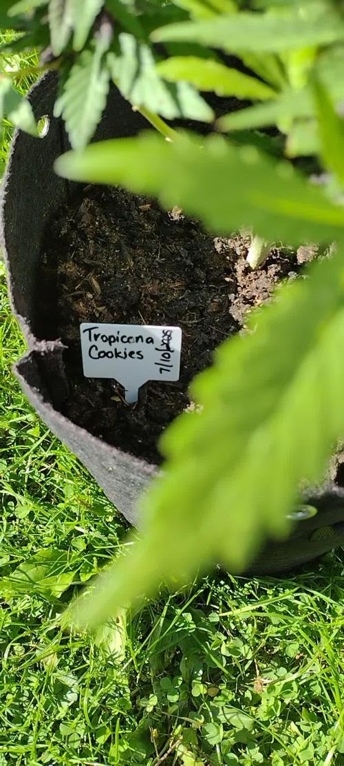 Tropicana Cookies - 2025 Outdoor