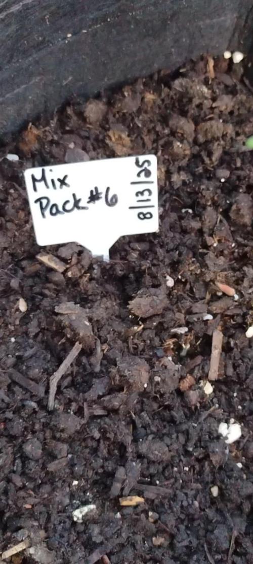 Mix Pack Auto #5 - Outdoor 2025