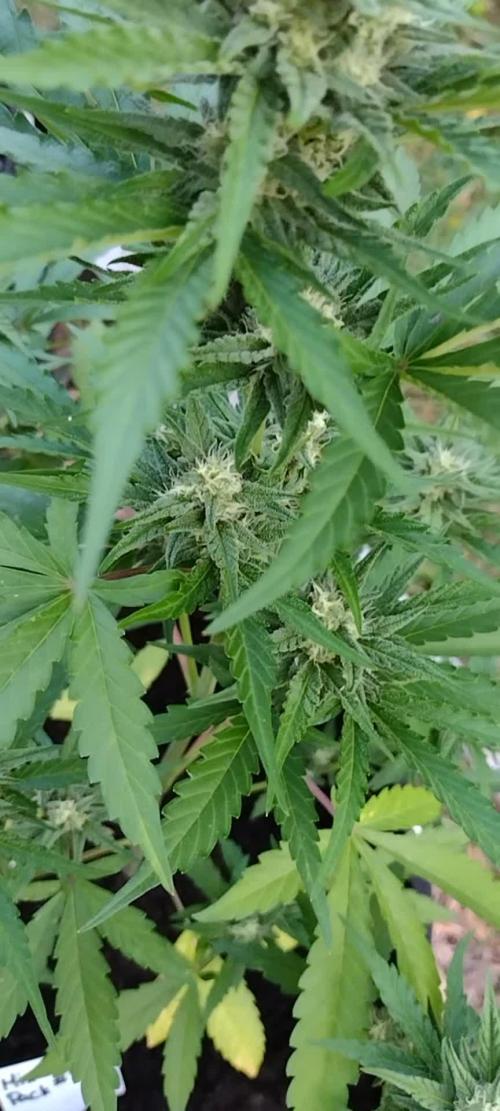 Mix Pack Auto #5 - Outdoor 2025