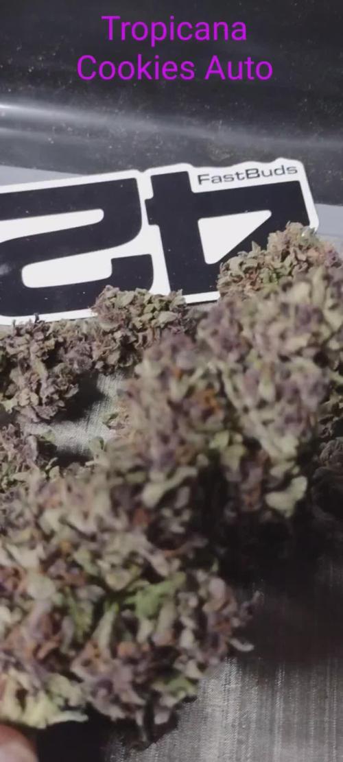 Tropicana Cookies - 2025 Outdoor