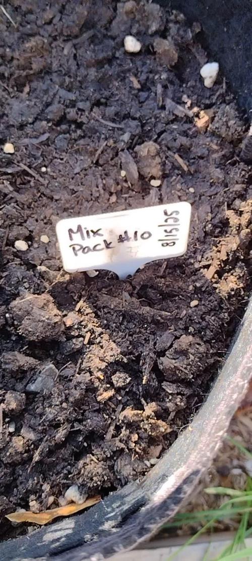 Mix Pack Auto #10 - 2025 Outdoor