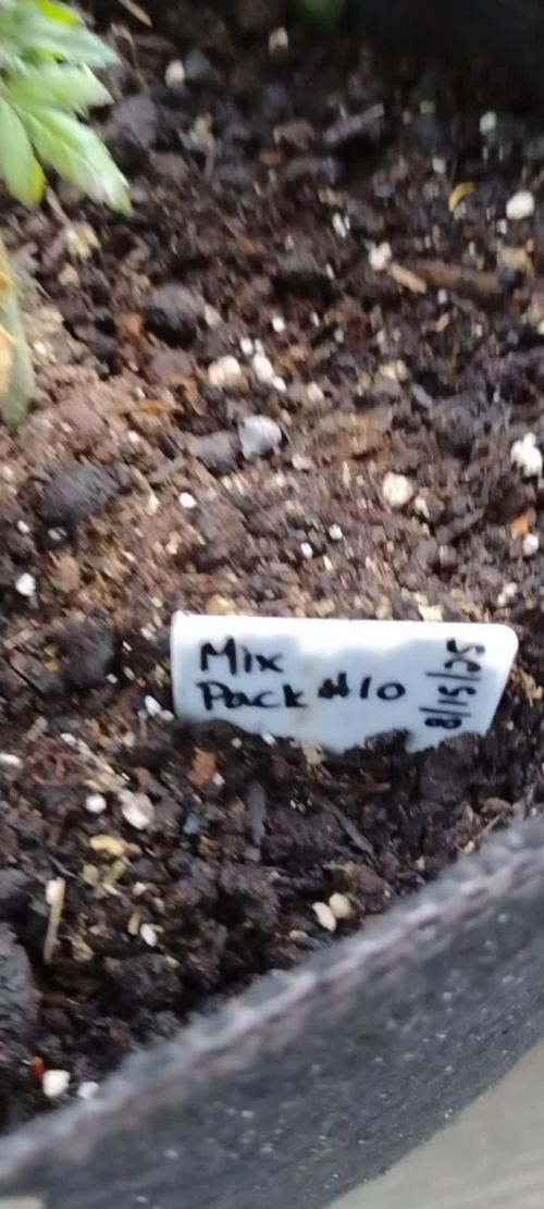 Mix Pack Auto #10 - 2025 Outdoor