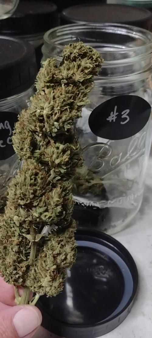 1st Grow - 2025 Outdoor