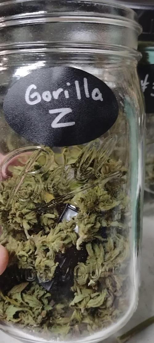 1st Grow - 2025 Outdoor