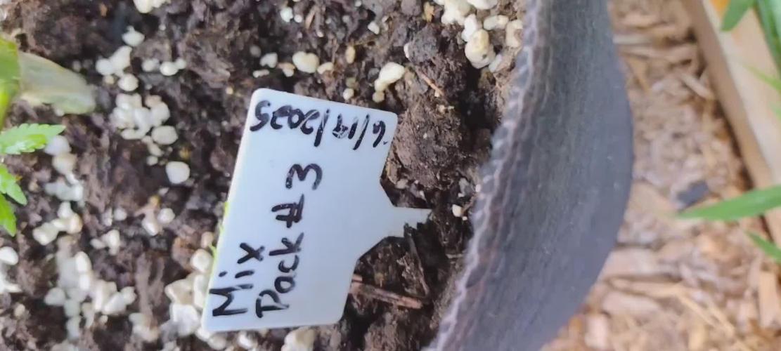 1st Grow - 2025 Outdoor